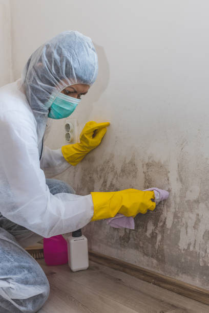 Best Mold Prevention Services  in Havre, MT